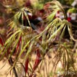 Acer palmatum 'Crimson Queen' - Érable du Japon