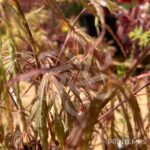Acer palmatum 'Crimson Queen' - Érable du Japon