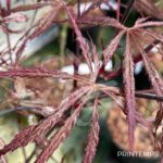Acer palmatum 'Crimson Queen' - Érable du Japon
