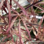 Acer palmatum 'Crimson Queen' - Érable du Japon