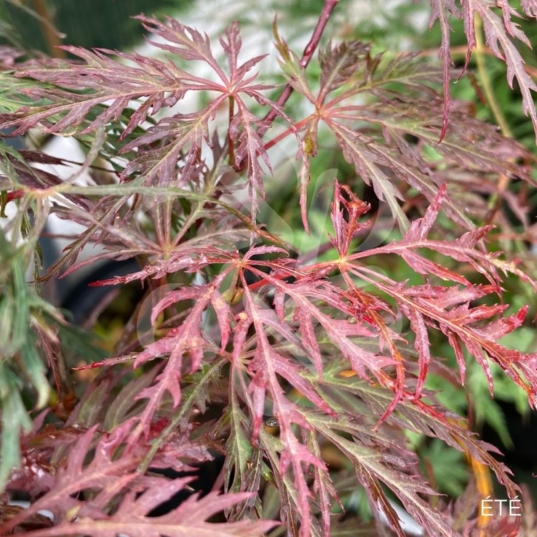 Acer palmatum 'Crimson Queen' - Érable du Japon