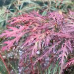 Acer palmatum 'Crimson Queen' - Érable du Japon