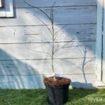 Acer palmatum 'Crimson Queen' - Érable du Japon