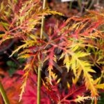 Acer palmatum 'Demi-Sec' - Érable du Japon