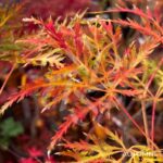 Acer palmatum 'Demi-Sec' - Érable du Japon