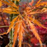 Acer palmatum 'Demi-Sec' - Érable du Japon