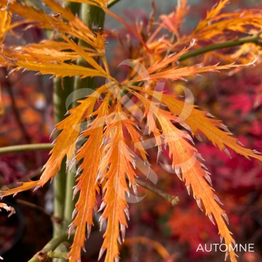 Acer palmatum 'Demi-Sec' - Érable du Japon