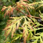 Acer palmatum 'Demi-Sec' - Érable du Japon