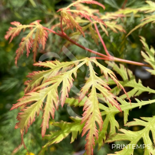 Acer palmatum 'Demi-Sec' - Érable du Japon