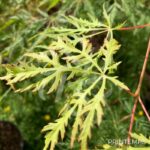 Acer palmatum 'Demi-Sec' - Érable du Japon