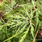 Acer palmatum 'Demi-Sec' - Érable du Japon