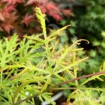 Acer palmatum 'Demi-Sec' - Érable du Japon