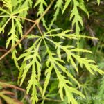 Acer palmatum 'Demi-Sec' - Érable du Japon