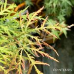 Acer palmatum 'Demi-Sec' - Érable du Japon