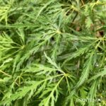 Acer palmatum 'Demi-Sec' - Érable du Japon