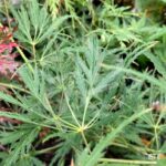 Acer palmatum 'Demi-Sec' - Érable du Japon