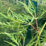 Acer palmatum 'Demi-Sec' - Érable du Japon
