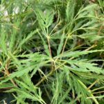 Acer palmatum 'Demi-Sec' - Érable du Japon