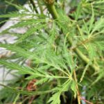 Acer palmatum 'Demi-Sec' - Érable du Japon