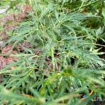 Acer palmatum 'Demi-Sec' - Érable du Japon