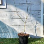 Acer palmatum 'Demi-Sec' - Érable du Japon