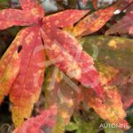 Acer palmatum 'Deshōjō' - Érable du Japon