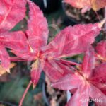 Acer palmatum 'Deshōjō' - Érable du Japon