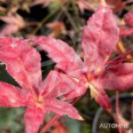 Acer palmatum 'Deshōjō' - Érable du Japon