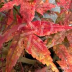 Acer palmatum 'Deshōjō' - Érable du Japon