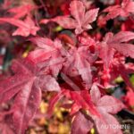 Acer palmatum 'Deshōjō' - Érable du Japon
