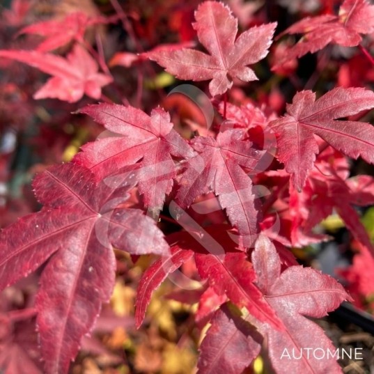 Acer palmatum 'Deshōjō' - Érable du Japon