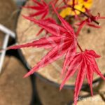 Acer palmatum 'Deshōjō' - Érable du Japon