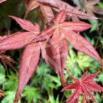 Acer palmatum 'Deshōjō' - Érable du Japon