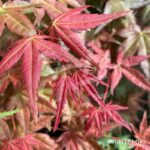 Acer palmatum 'Deshōjō' - Érable du Japon