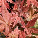 Acer palmatum 'Deshōjō' - Érable du Japon