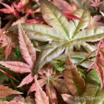 Acer palmatum 'Deshōjō' - Érable du Japon