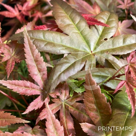 Acer palmatum 'Deshōjō' - Érable du Japon