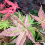 Acer palmatum 'Deshōjō' - Érable du Japon
