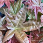 Acer palmatum 'Deshōjō' - Érable du Japon