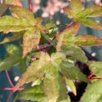 Acer palmatum 'Deshōjō' - Érable du Japon
