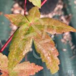 Acer palmatum 'Deshōjō' - Érable du Japon