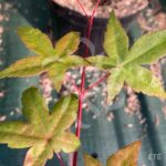 Acer palmatum 'Deshōjō' - Érable du Japon