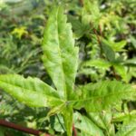 Acer palmatum 'Deshōjō' - Érable du Japon