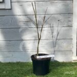 Acer palmatum 'Deshōjō' - Érable du Japon
