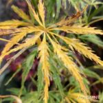 Acer palmatum 'Emma' - Érable du Japon