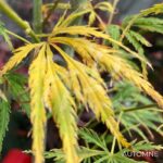 Acer palmatum 'Emma' - Érable du Japon