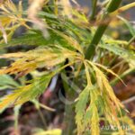 Acer palmatum 'Emma' - Érable du Japon