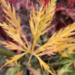 Acer palmatum 'Emma' - Érable du Japon