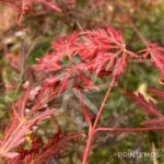 Acer palmatum 'Emma' - Érable du Japon