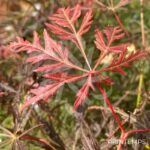 Acer palmatum 'Emma' - Érable du Japon